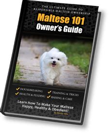 maltese 101 owners guide